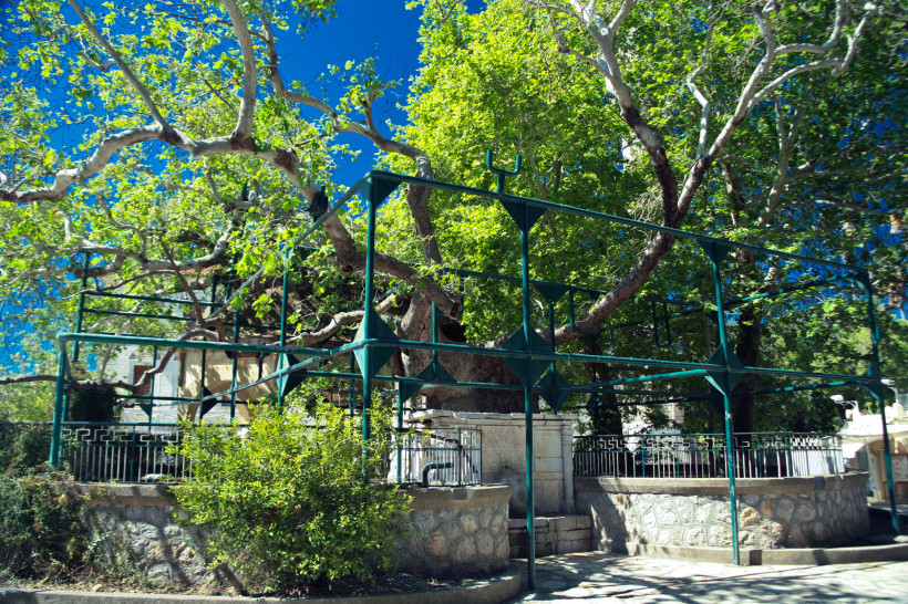 Kos Große, alte Platane mit breiter Krone und grünem Stützgerüst. Der Baum steht auf einem historischen Platz mit Steinmauer und Brunneneinfassung