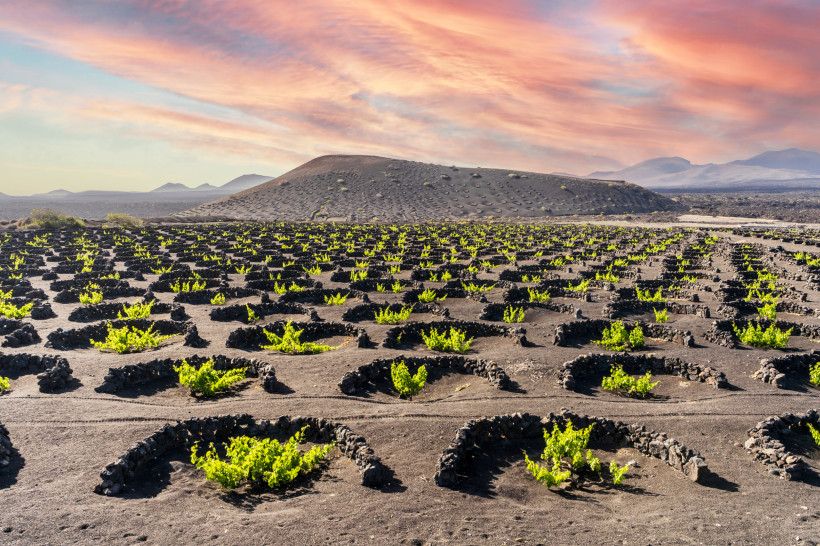 Weinreben im Vulkanascheboden der Weinregion La Geria auf Lanzarote mit ringförmigen Steinmauern und beeindruckender Landschaft