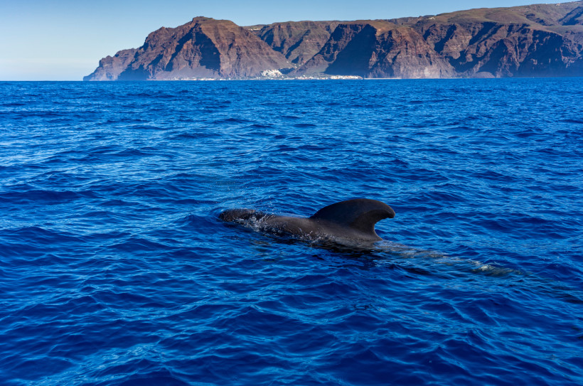 Delfin im Meer vor der Küste von La Gomera