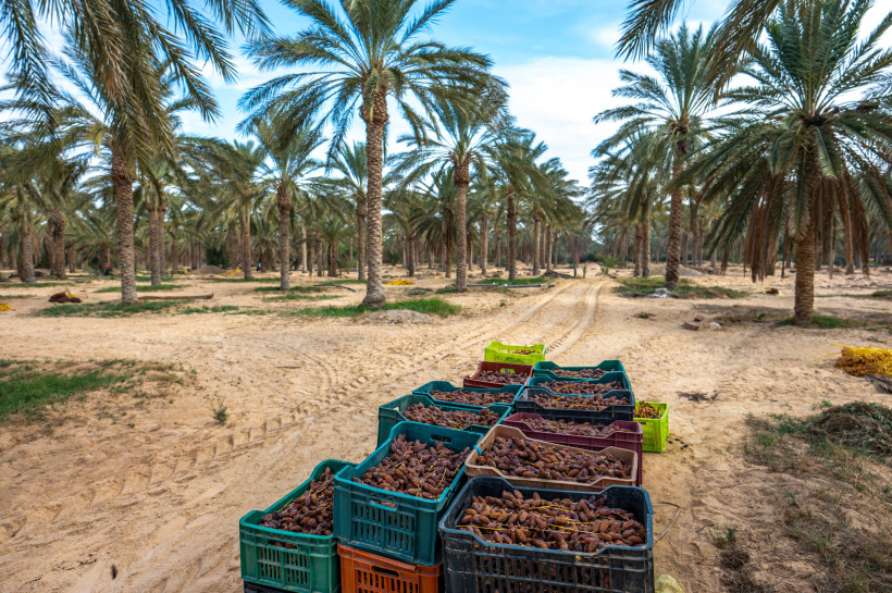 Eine weite Oase in der tunesischen Wüste mit zahlreichen Dattelpalmen. Im Vordergrund stehen Kisten voller frisch geernteter Datteln auf sandigem Boden. Die Palmen spenden Schatten und verleihen der Szene eine friedliche Atmosphäre.