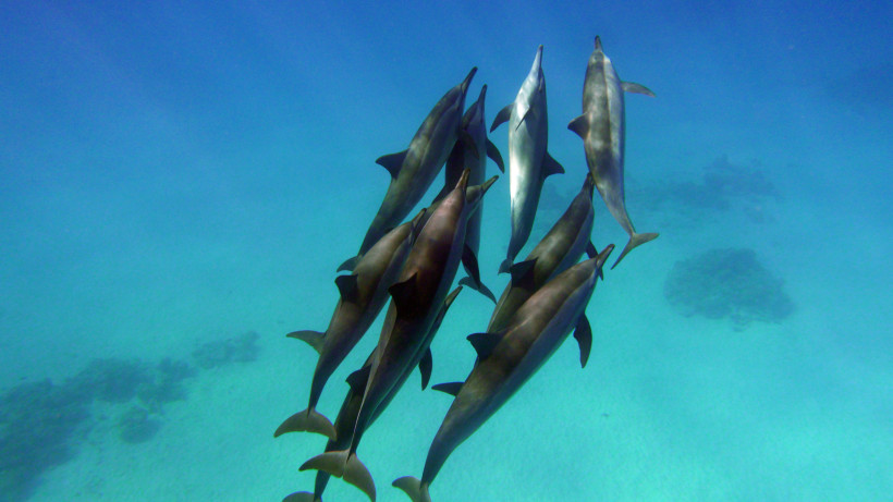 Ägypten - Makadi Bay Eine Gruppe von acht Delfinen schwimmt dicht nebeneinander in klarem, türkisblauem Wasser. Die Tiere gleiten elegant durch das Meer und spiegeln das Sonnenlicht auf ihren Rücken. Die Szene wirkt ruhig, faszinierend und zeigt die Schönheit der Meereswelt i