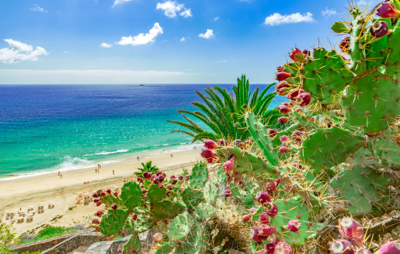 Strandblick mit Kaktus auf Fuerteventura Kaktus mit roten Früchten im Vordergrund mit Blick auf einen tropischen Sandstrand und türkisblaues Meer auf Fuerteventura