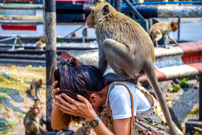 affe sitzt auf rücken