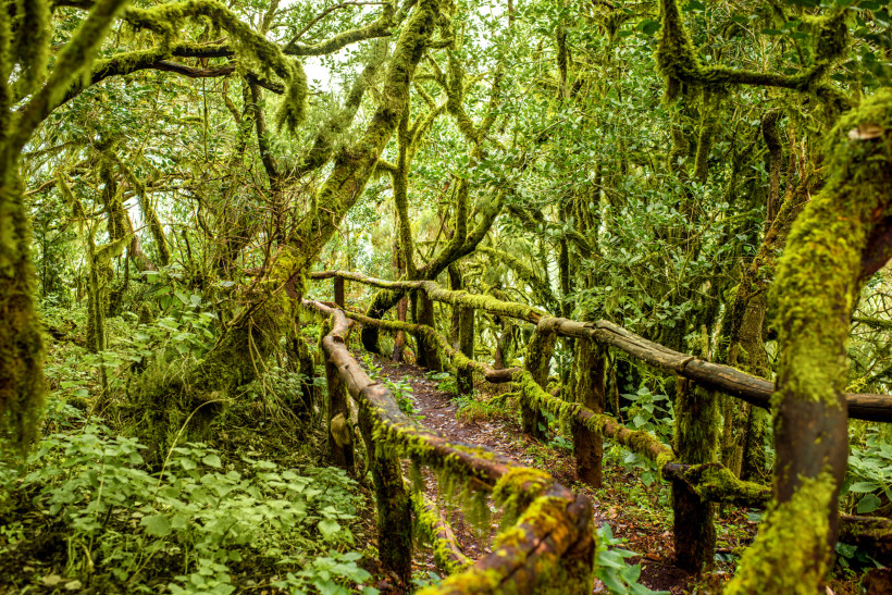 nationalpark-garajonay