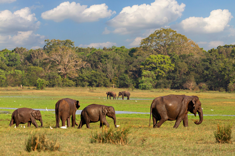Yala Nationalpark, Sri Lanka Gruppe von wilden Elefanten beim Grasen im Minneriya Nationalpark in Sri Lanka mit grüner Landschaft und blauem Himmel