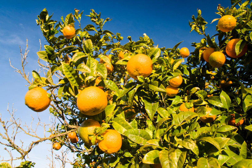Ibiza -  Las Dalias  Nahaufnahme eines Orangenbaums mit reifen, leuchtend orangefarbenen Früchten zwischen grünen Blättern vor blauem Himmel.