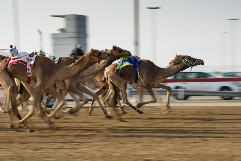 Al Sawan Camel Race, Ras al Khaimah Kamele mit bunten Geschirren rennen auf einer Rennbahn während eines Kamelrennens