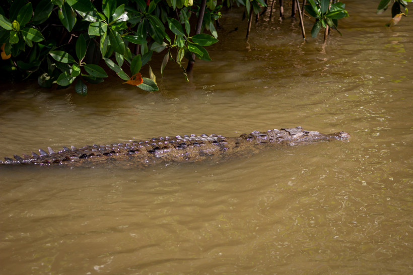 Krokodil im Fluss – tropischer Lebensraum inmitten von Mangroven Krokodil gleitet durch braunes Flusswasser nahe Mangroven – tropischer Lebensraum in freier Natur.