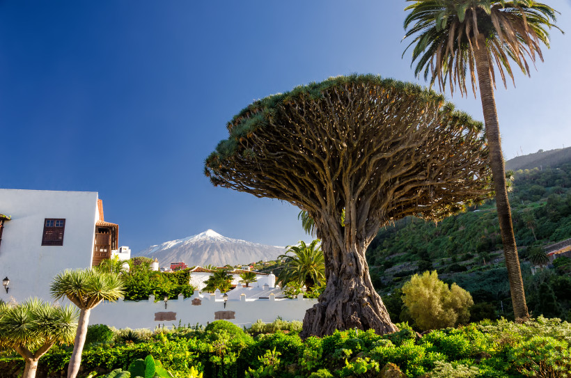 Der berühmte Drachenbaum Drago Milenario in Icod de los Vinos mit Blick auf den Teide auf Teneriffa