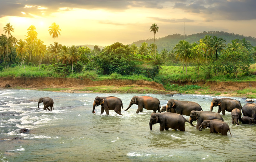 Sri Lanka Eine Gruppe von Elefanten, darunter auch Jungtiere, durchquert einen flachen Fluss in einer tropischen Landschaft. Im Hintergrund sind üppig grüne Palmen, dichter Dschungel und sanfte Hügel zu sehen. Die Sonne geht gerade unter und taucht den Himmel in wa