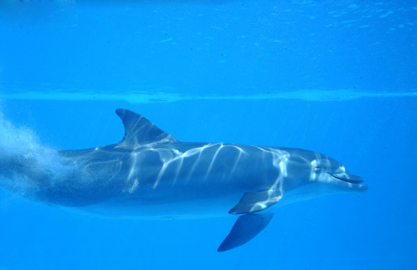 Delfin schwimmt unter Wasser im Marineland Mallorca