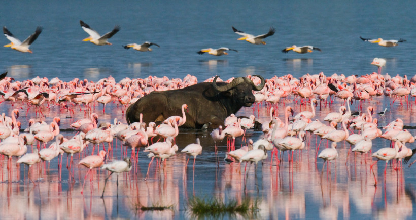 Flamingos am Lake Nakuru – Safari Highlight Kenia Afrikanischer Büffel zwischen Flamingos im Lake Nakuru Nationalpark Kenia – Safari Erlebnis
