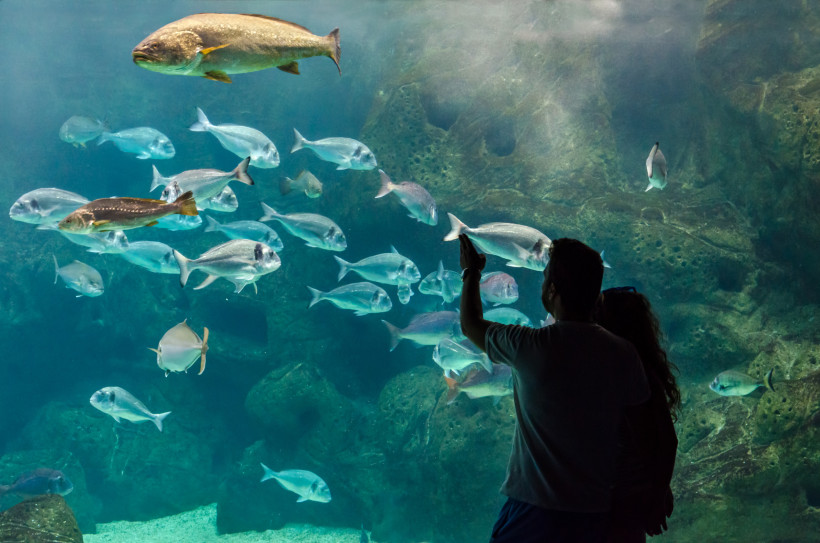 Besucher vor einer großen Aquariumscheibe mit einem Schwarm silberner Fische und felsigem Unterwasserhintergrund im Cretaquarium