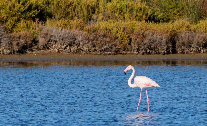 Flamingo im flachen Wasser im Naturpark Ses Salines auf Ibiza