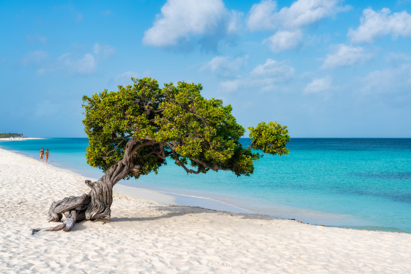 Divi-Divi-Baum am weißen Sandstrand auf Aruba, türkisblaues Meer und blauer Himmel