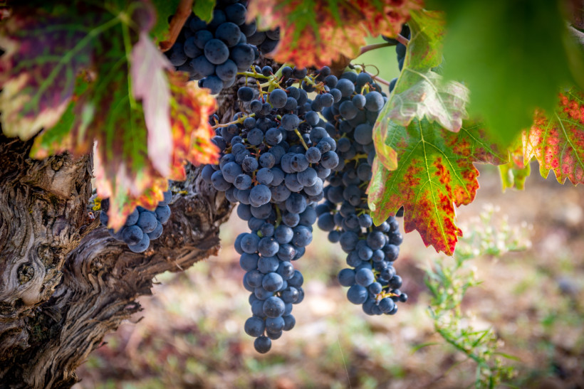 Weinfest in Ensenada Reife dunkelblaue Weintrauben hängen an einem knorrigen Weinstock, umgeben von bunten, herbstlich gefärbten Weinblättern