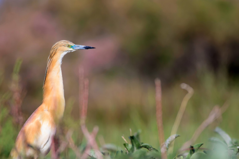 Rallenreiher im Vogelschutzgebiet Belek – seltene Vogelart in natürlicher Umgebung Rallenreiher im Vogelschutzgebiet Belek, Türkei, stehender Vogel in natürlicher Landschaft mit weichem Hintergrund – beliebtes Motiv für Natur- und Vogelbeobachtung.