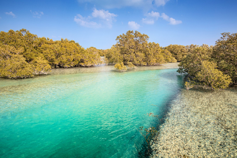 Mangrovenbäume im türkisblauen Wasser in Abu Dhabi unter blauem Himmel
