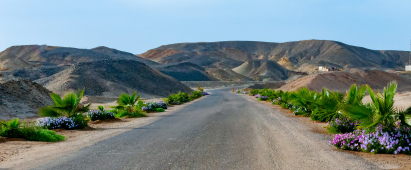 Straße durch die Wüstenlandschaft nahe Marsa Alam, gesäumt von Palmen und Blumen
