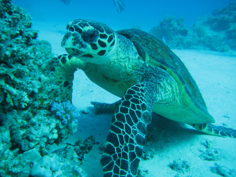 Meeresschildkröte beim Tauchen im Roten Meer Meeresschildkröte schwimmt nah am Korallenriff im klaren Wasser des Roten Meeres