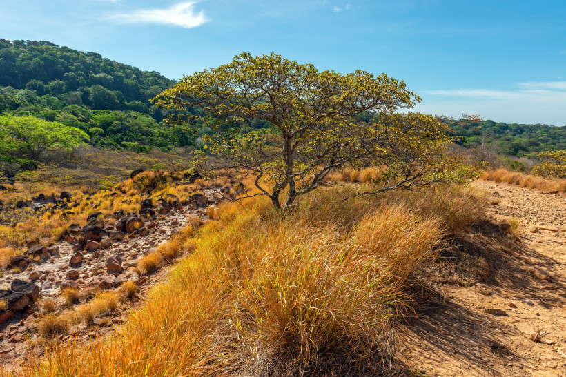Savannenlandschaft im Rincón de la Vieja Nationalpark Savannenlandschaft mit Baum und trockener Vegetation im Rincón de la Vieja Nationalpark in Costa Rica