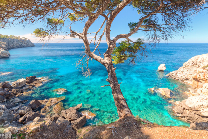 Deià, Mallorca Malerische Küste bei Deià auf Mallorca mit türkisblauem Wasser, Felsen und einem Pinienbaum im Vordergrund
