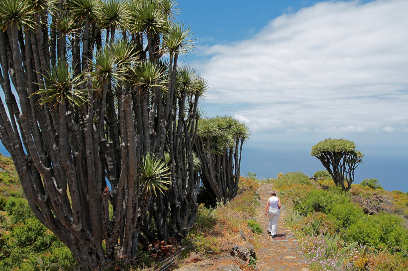 Teneriffa, La Palma eine Frau geht zwischen exotischen Drachenbäumen spazieren