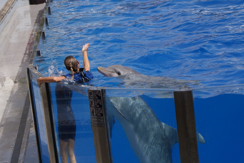Trainerin im Becken mit Delfin im Marineland Mallorca