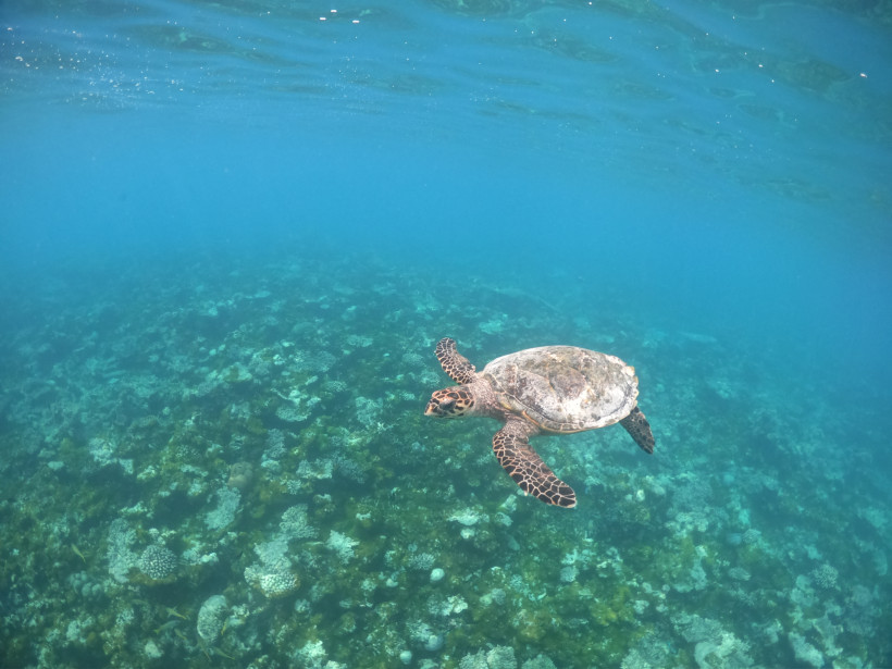 Meeresschildkröte über Korallenriff im Raa Atoll