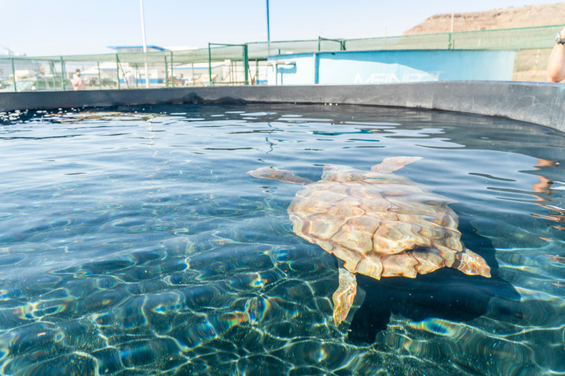 Meeresschildkröte in einem Becken im Schutz- und Pflegezentrum Tortugas Marinas in Morro Jable