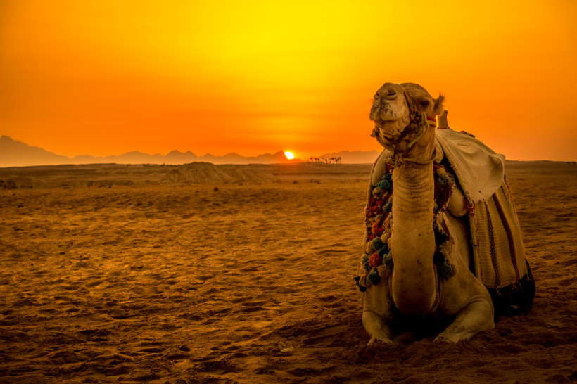 Ägypten - Makadi Bay Ein Kamel sitzt in der Wüste bei Sonnenuntergang. Der Himmel leuchtet in intensiven Orange- und Gelbtönen. Im Hintergrund sind die Umrisse von Palmen und Bergen zu erkennen. Das Kamel trägt eine traditionelle, bunte Decke mit Troddeln und blickt ruhig in