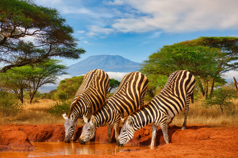 Zebras trinken am Wasserloch mit Blick auf den Kilimandscharo – Safari Afrika Zebras trinken an einem Wasserloch mit Kilimandscharo im Hintergrund – Safari in Tansania, Ostafrika, Natur und Tierbeobachtung.