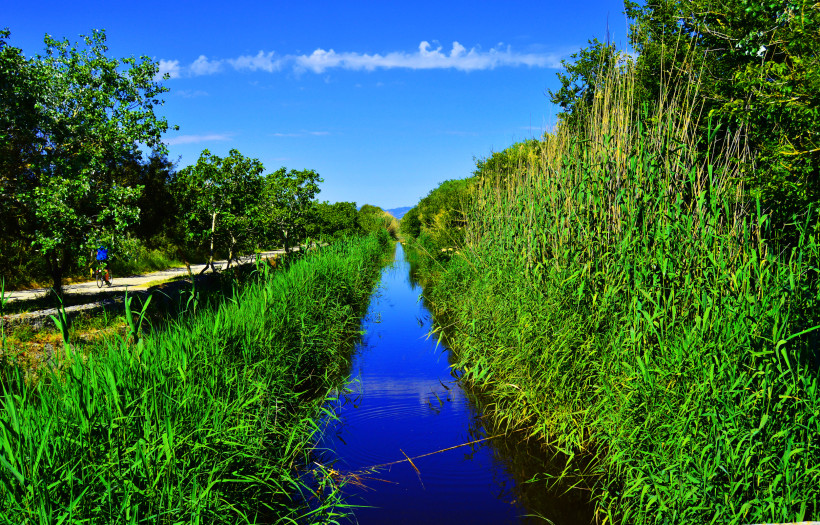 Wasserkanal mit Schilf und Bäumen im Naturreservat S'Albufera de Mallorca