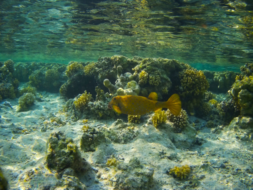 Gelber Kofferfisch schwimmt über ein farbenfrohes Korallenriff in den klaren Gewässern von Coraya Bay