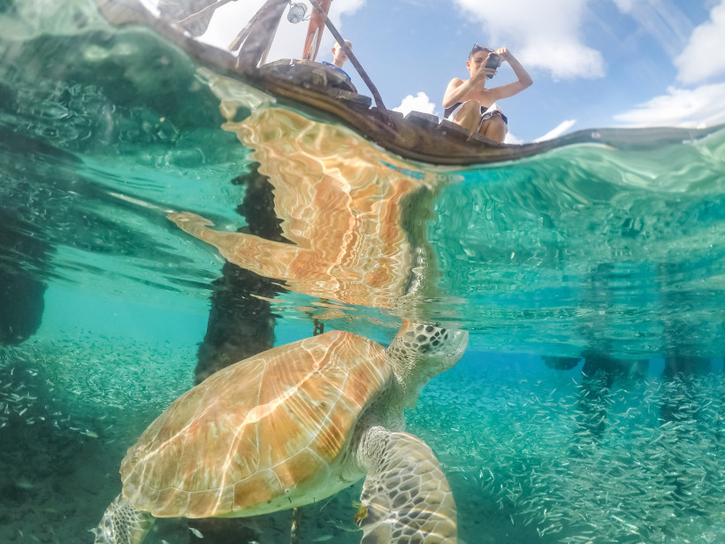 Curaçao Eine große Meeresschildkröte schwimmt unter der Wasseroberfläche in kristallklarem, türkisfarbenem Meer. Oberhalb des Wassers sitzt eine Frau auf einem Steg und fotografiert die Schildkröte. Kleine Fischschwärme sind unter Wasser zu sehen, das Licht brich