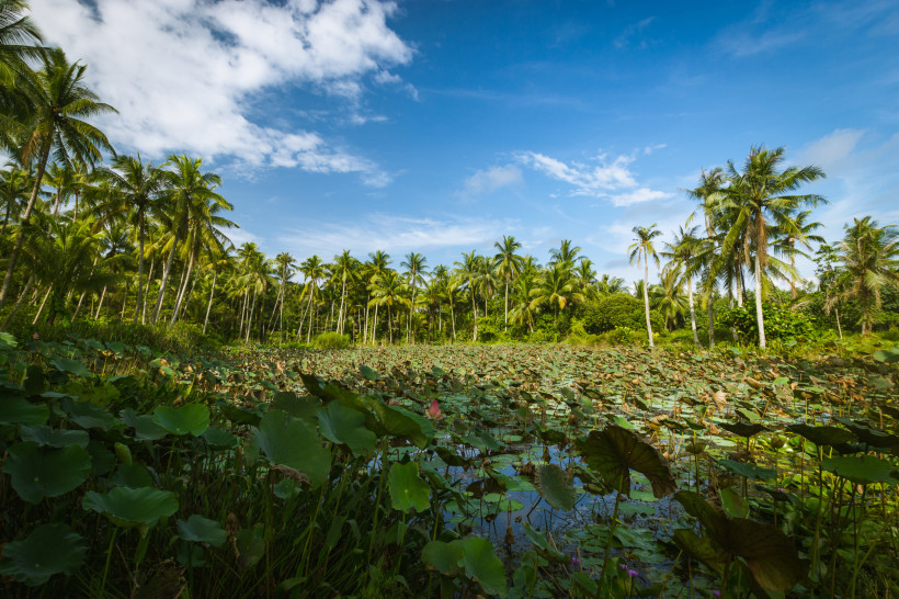 Tropischer Lotus-Teich in Singapur Lotus-Teich umgeben von Palmen unter blauem Himmel in Singapur
