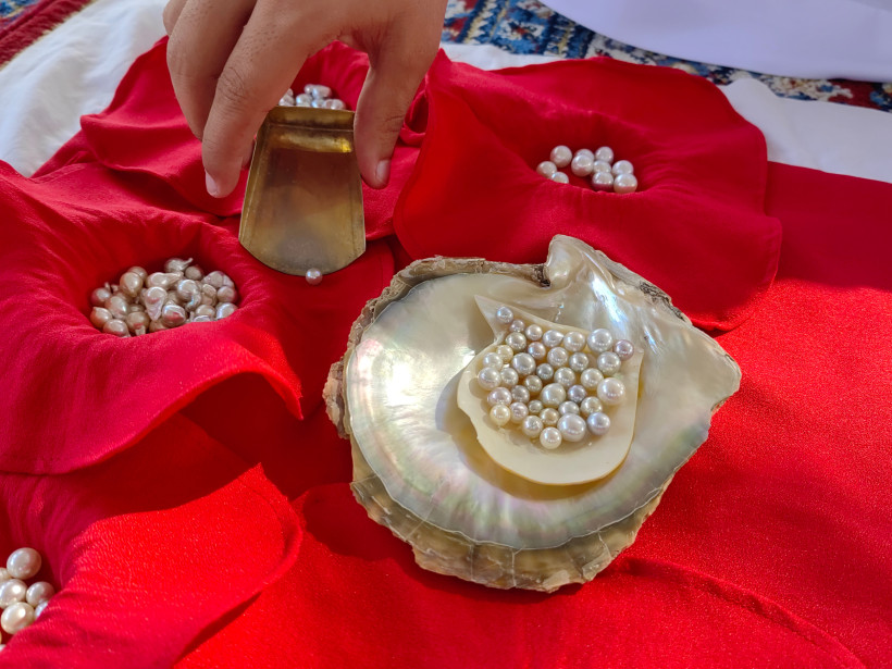 Geöffnete Auster mit glänzenden Perlen auf rotem Stoff, Hand mit Werkzeug – Suwaidi Pearl Farm Ras Al Khaimah.