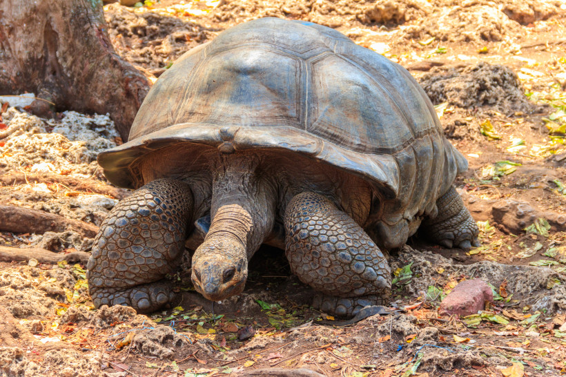 Sansibar - Prison Island (Changuu) Riesige Aldabra-Schildkröte auf Prison Island vor Sansibar, Nahaufnahme des gepanzerten Tiers am Boden.