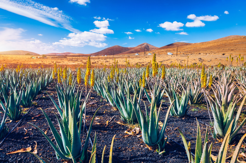 Fuerteventura Reihen junger Aloe-Vera-Pflanzen mit gelben Blüten auf dunkler Erde, inmitten einer trockenen Hügellandschaft unter blauem Himmel mit vereinzelten Wolken