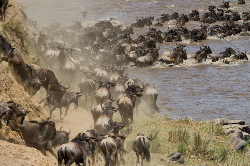 Masai Mara Kenia – Große Tierwanderung der Gnus 2025/2026 Große Tierwanderung in der Masai Mara, Kenia – Gnus überqueren den Mara-Fluss während einer Safari 2025/2026