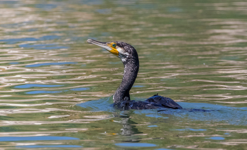 Kormoran im Vogelschutzgebiet Belek – Wasservogel beim Schwimmen beobachten Kormoran im Vogelschutzgebiet Belek, Türkei, schwimmender Wasservogel auf ruhigem Wasser – ideal für Naturfreunde und Vogelbeobachter.