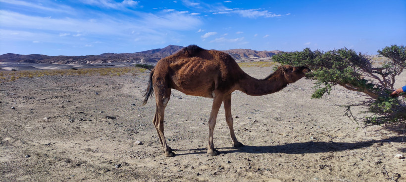 Braunes Kamel frisst an einem Dornbusch in der trockenen Wüstenlandschaft Ägyptens