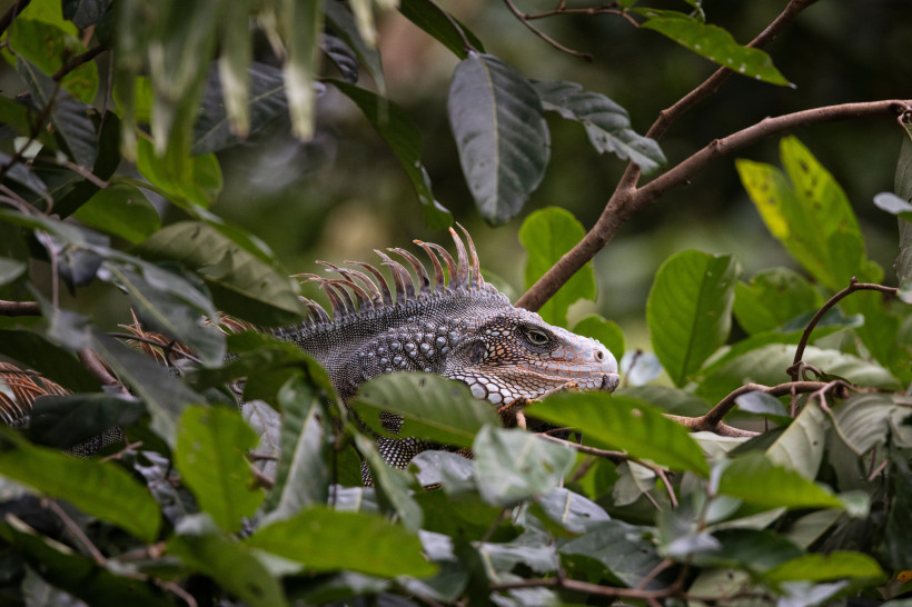 Barbados Ein Grüner Leguan sitzt halb verborgen im dichten Blattwerk eines tropischen Waldes. Die Echse zeigt ihre markanten Schuppen, die Stacheln auf dem Rücken und ihre typische Zeichnung. Die Szene wirkt natürlich und ruhig – ein seltener Einblick in die Tierw