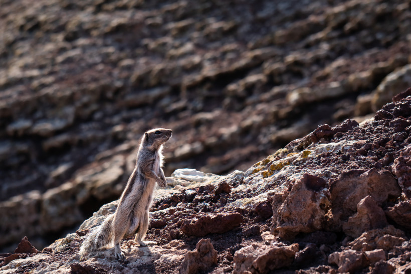 Neugieriger Inselbewohner: Das Atlashörnchen von Fuerteventura Atlashörnchen steht auf Vulkangestein in Fuerteventuras wüstenhafter Landschaft.