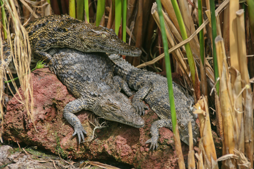 Oasis Wildlife Fuerteventura – Krokodile im Tierpark Drei Krokodile, die im Oasis Wildlife Park auf Fuerteventura auf einem warmen Stein ruhen.