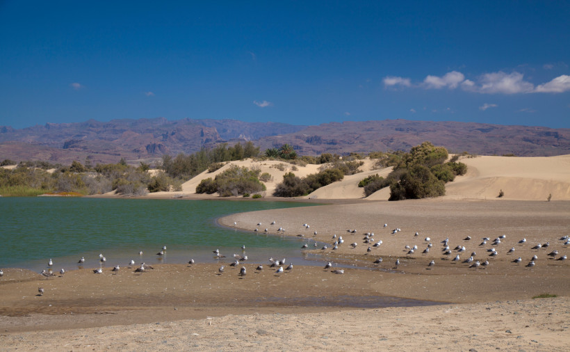 Lagune Charca de Maspalomas mit Sanddünen und Möwen am Ufer