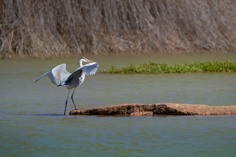 Reiher auf einer Sandbank in der Lagune Charca de Maspalomas