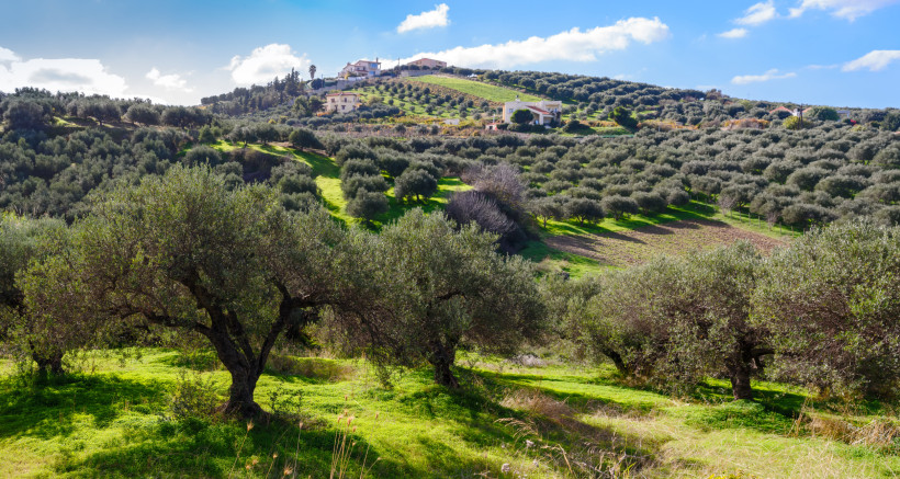 Kreta für Ruhesuchende: Olivenbäume und Hügellandschaft im Hinterland Olivenhaine im hügeligen Hinterland von Kreta mit einzelnen Häusern unter blauem Himmel