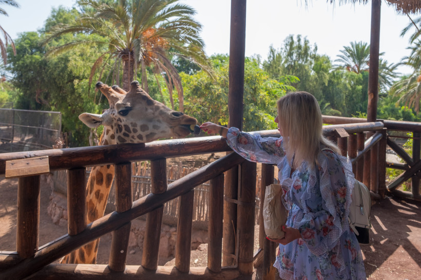 Familienausflug in den Oasis Park La Lajita auf Fuerteventura – Tiere hautnah erleben Frau füttert eine Giraffe im Oasis Park La Lajita auf Fuerteventura – beliebtes Ausflugsziel für Familien mit Kindern