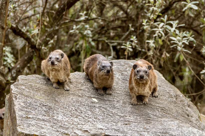 Klippschliefer in Kenia – Tierbeobachtung in freier Natur Drei Klippschliefer auf einem Felsen in Kenia – Tierbeobachtung und Safari in Ostafrika.